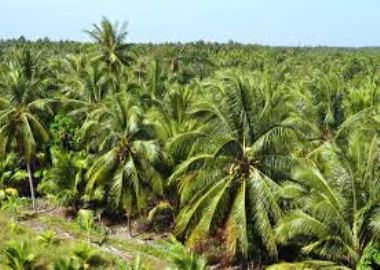 La province de Ben Tre  - excursion au Vietnam