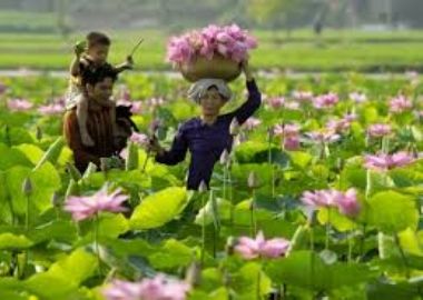 Dong Thap - Province au Sud du Vietnam