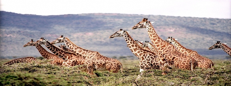 Afrique du Sud Hors des sentiers battus Safaris en terre Tsonga 2