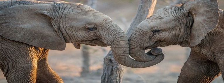 Afrique du Sud avec Safaris et grands espaces 3