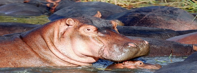Afrique du Sud avec Safaris et grands espaces 4