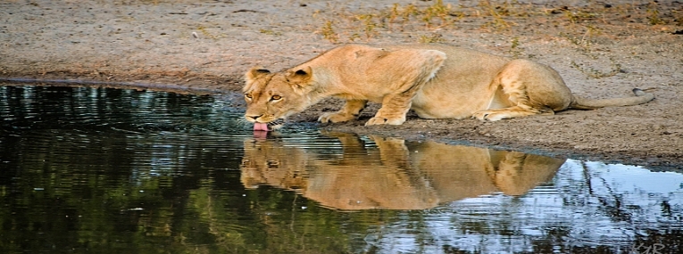 Safaris et plongées Afrique du Sud et Mozambique 4