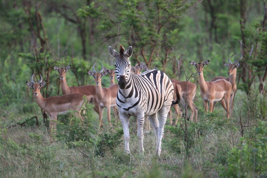 reserve ùmolozi