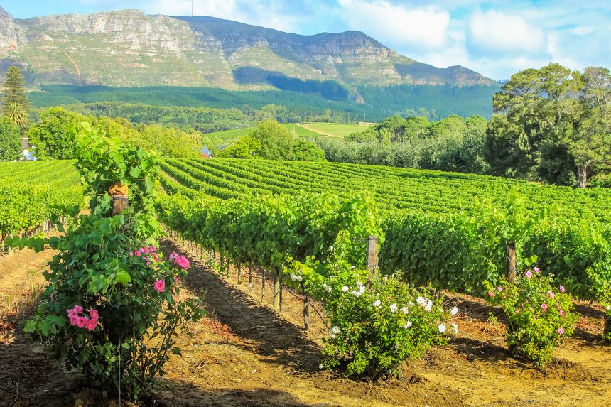 les routes du vin