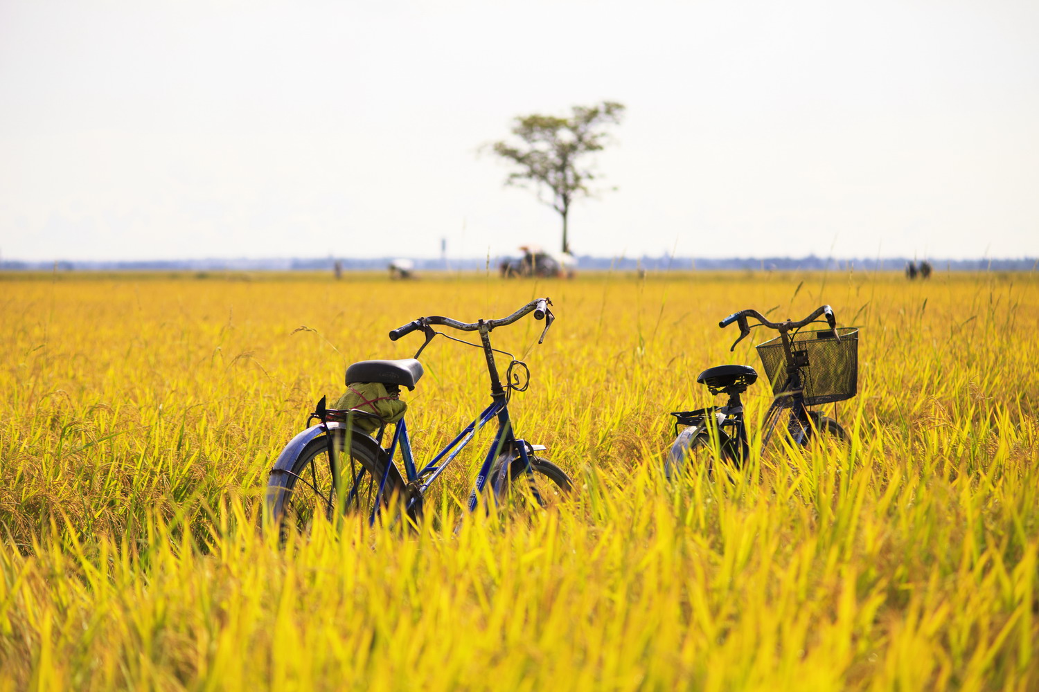 le-velo-a-la-campagne